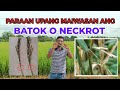 Ano ba pwedeng gawin para hindi tamaan ng batok  batoktok  neckrot o neck blast ang ating palay