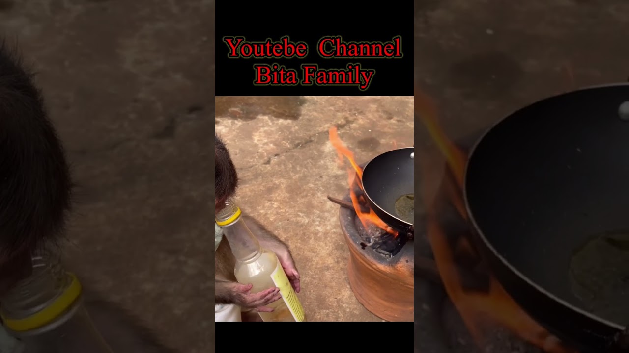 smart bita fried eggs for dogs BiBi  