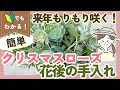 【クリスマスローズの花後の手入れ💐】来年も花をたくさん咲かせるコツ【ガーデニング】【園芸】