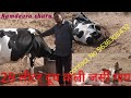 #जर्सी गाय बहुत ही अच्छी क्वालिटी में #फौजी गोट फार्म चूरू Sanjay Kumar ji contact no 9636305432