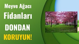 Meyve Ağacı Fidanlarınızı Dondan Korumak Için Mucizevi İnanilmaz Bi̇r Yöntem.