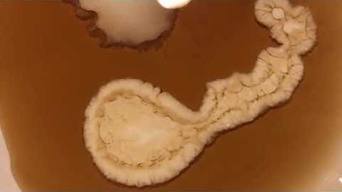 Flow Visualization: Solutal Convection