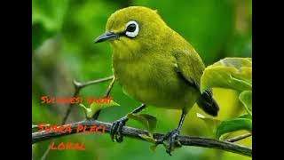 suara pikat dan masteran pleci lokal sulawesi barat