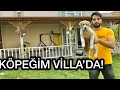 KÖPEĞİM SONUNDA VİLLA’DA! ÇOK SEVİNDİ!