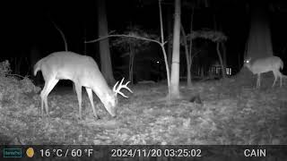 Cain cam 241120