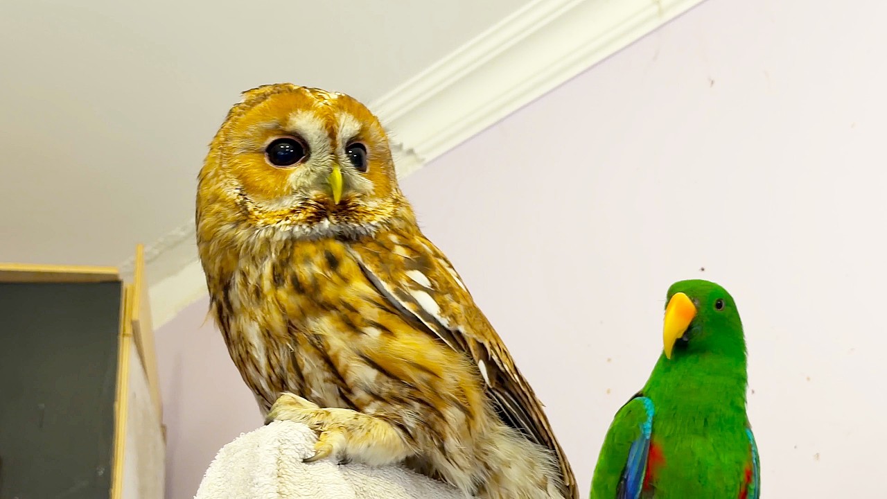 Owl Sonya came to make friends with the parrots. Сова Соня пришла к попугаям подружится.