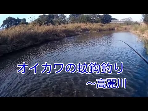 高麗川でオイカワの蚊バリ釣り Youtube