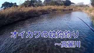 高麗川でオイカワの蚊バリ釣り Youtube