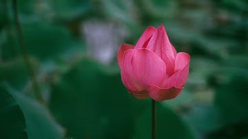 #قراءة للشيخ ابراهيم الأخضر من #سورة يس الآيات(28-83) ومن سورة الصافات الآيات(1-21)