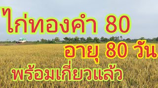 ไก่ทองคำ 80 อายุ 80 วัน พร้อมเกี่ยวแล้ว 0899428684 0925164252 0650495999