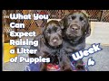 Puppies Wk 4~Potty Training~Setting Up a Pen~Weaning~What You Can Expect Raising a Litter of Puppies