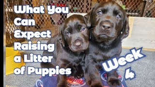 Puppies Wk 4~Potty Training~Setting Up a Pen~Weaning~What You Can Expect Raising a Litter of Puppies