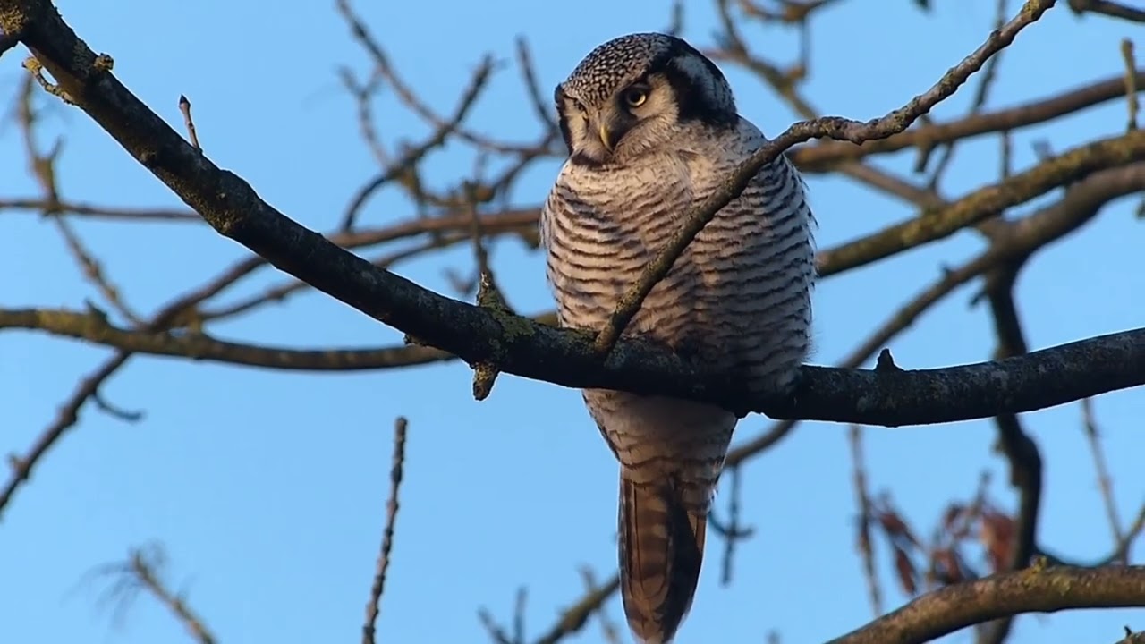 Ястребиная сова   Surnia ulula