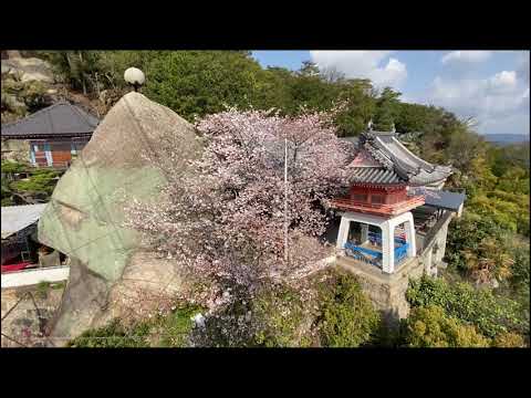 【尾道】千光寺公園の桜ダイジェスト