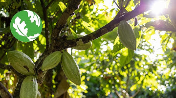 Agroforestry: Planting trees for people, nature and the climate