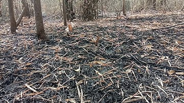 bẫy gà rừng Tây Nguyên Đăk Lăk mới nhất năm 2021...... cave gặp trai không háo sắc ức chế quá...