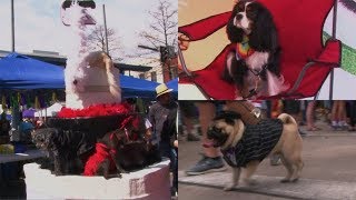 Dogs on Mardi Gras for a CAAWS