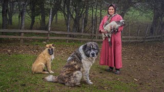 Exploring the Autumn Beauty of Talesh Mountain Region