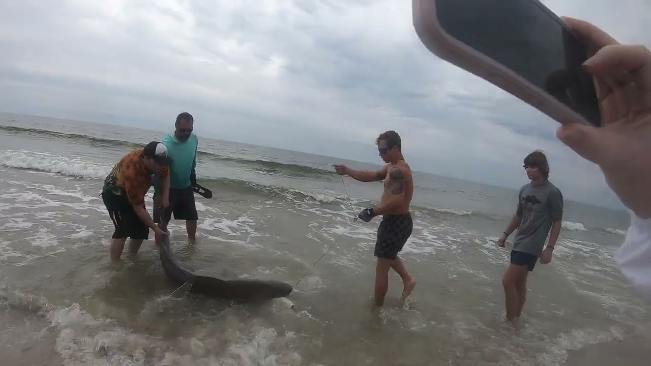 Catching a 6 ft sand bar shark with my familly in port st joe florida with chum em up charters
