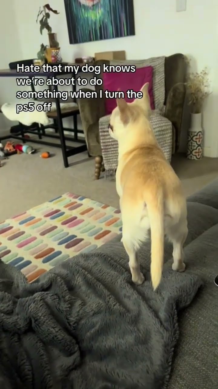 Prvnci living as a dog but they don’t know bro used to be hooman