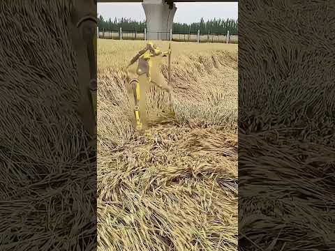 Un robot corta