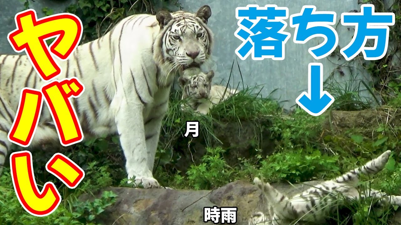 草を抜こうとして時雨が落下💖ネコ科とは思えない落ち方にビックリ😍ホワイトタイガーの赤ちゃん in 伊豆アニマルキングダム