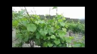 Canopy Management 2012.avi