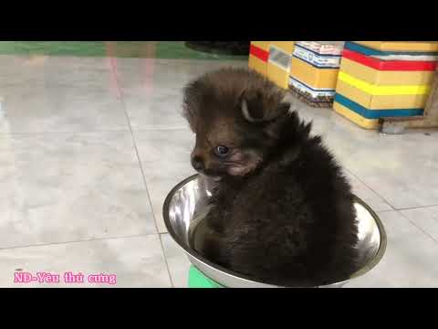 Video Phốc sốc mini đen vàng, quá cute, nhỏ quá nhỏ (3 tháng... - youtube