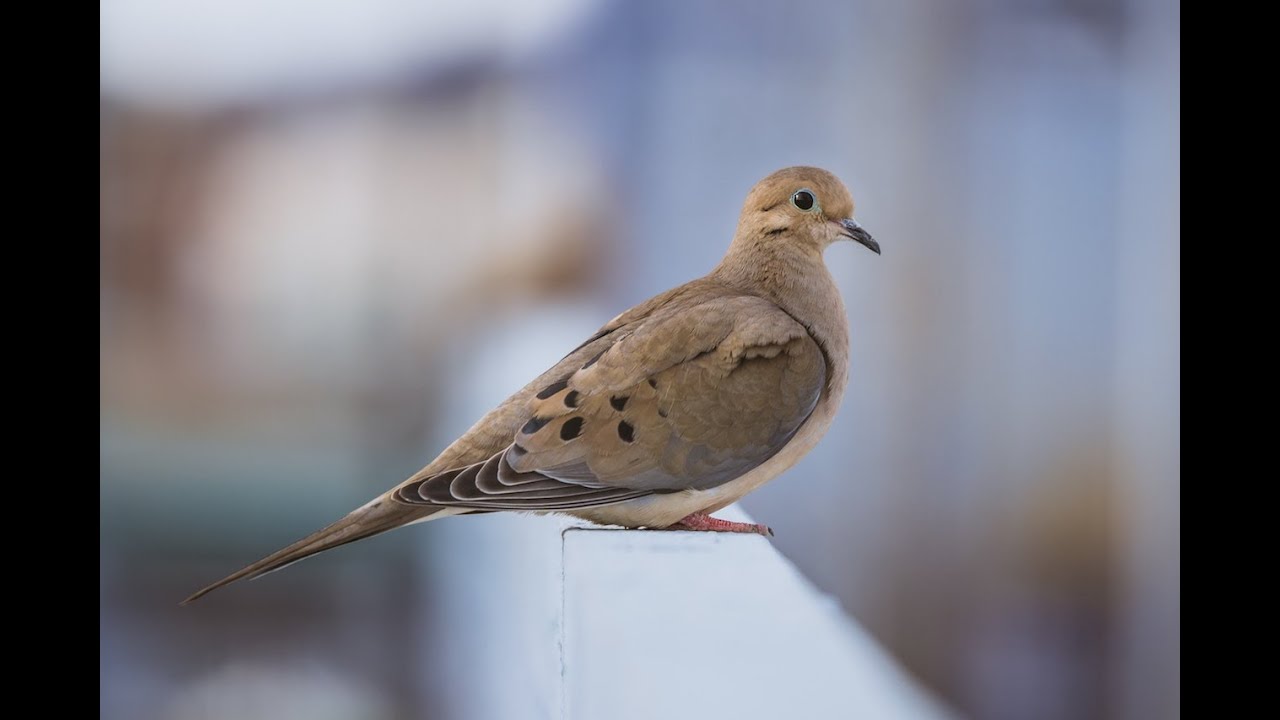 Mourning Dove Fun Fact YouTube mourning-dove-fun-fact-youtube