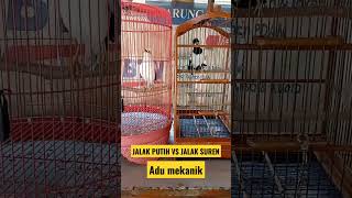 Download Lagu Jalak suren VS jalak putih😁#shorts MP3