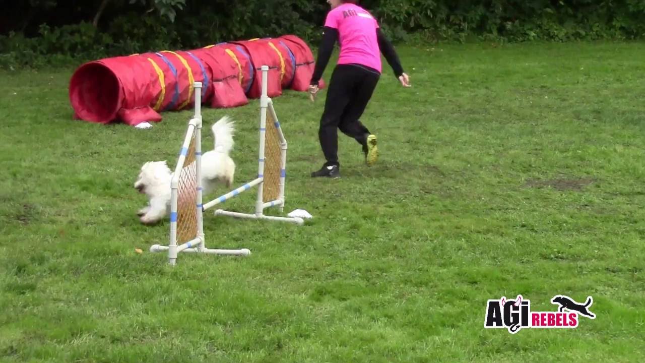 Beatrise coton de tuléar AGIrebels agility Trojzkoušky Free