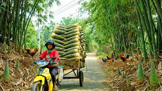 Harvest A Truckload Of Bamboo Shoots To Sell At The Market –Clear Weeds Around The House, Daily Life