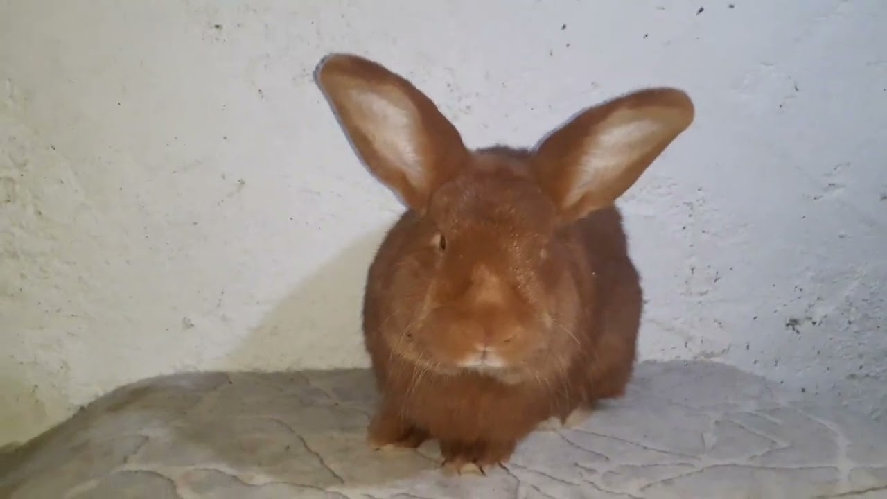 Etlik tavşan işine sakın başlamayın izleyin ve sebebini öğrenin ..