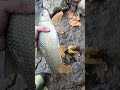 They can't all be pretty. #fishing