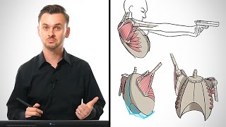 Anatomy Drawing Critiques - The Shoulders