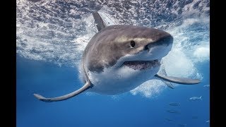 GREAT WHITE SHARKS OF GUADALUPE - SET 18- 4K