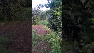 masih minat kerja di Yunani,🇬🇷 ?? di pikir dulu sebelum terjun ke perkebunan di sini