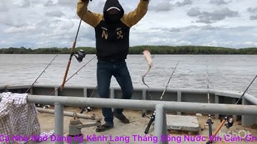 câu cá ngát cá út trên xà lang ở cần giờ lên cá liên tục fishing
