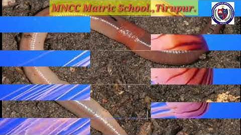 VI STD-   SCIENCE - THE LIVING WORLD OF ANIMALS  (PART - 1)