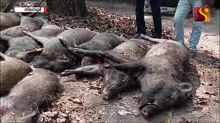 Download Lagu നിലമ്പൂർ നഗരസഭയുടെ വിവിധ ഭാഗങ്ങളിൽ നിന്ന് 33  കാട്ടുപന്നികളെ വെടിവെച്ച് കൊന്നു. MP3