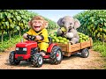 Monkey Drives Tractor to Harvest Kiwi & Rescue a Trapped Baby Elephant! | Monkey Farm Work