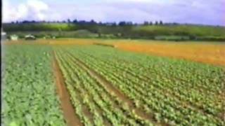 Offenham Village 1990.mp4