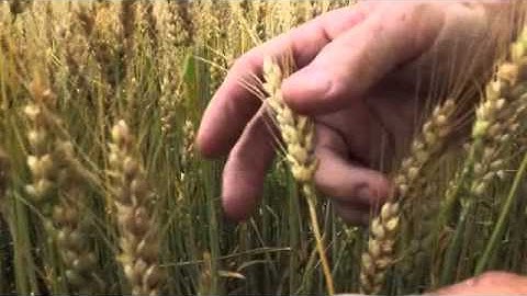 Wheat School- Timing Pre Harvest Glyphosate Application In Wheat