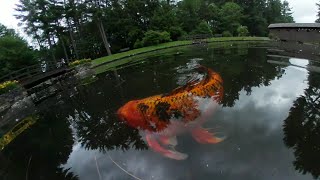 #360 video animals birds and fish #beautiful nature screenshot 4