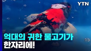 억대의 귀한 물고기가 한자리에...관상어 박람회 / YTN