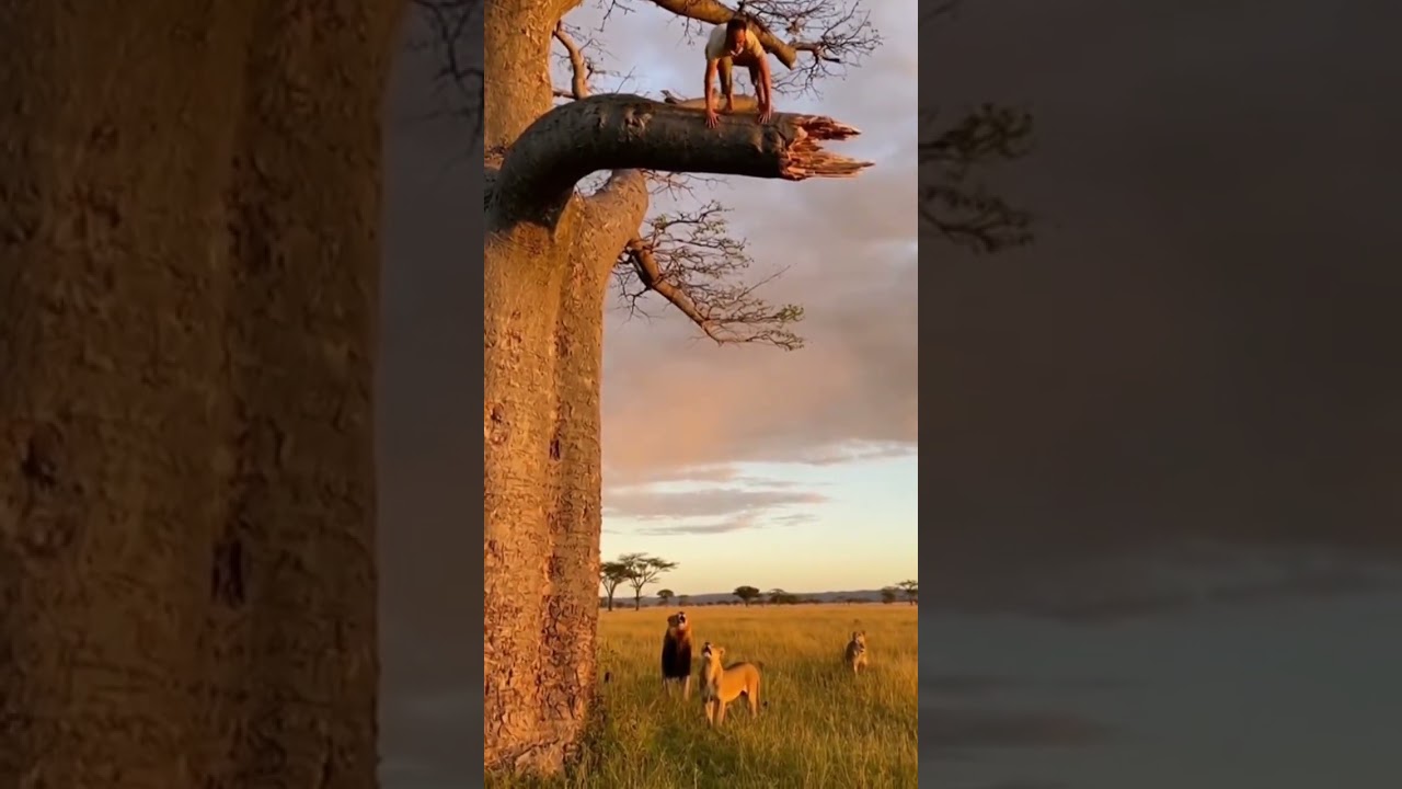 Lion Wait Below as the Man Loses His Balance 