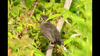 Gray Catbird Fledgling checking out things, a Veery is singing in the background.  July-23 Maine