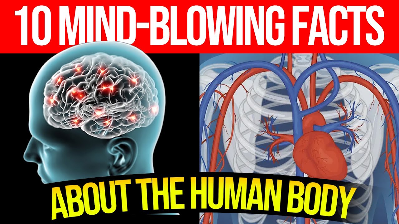 10 Mind Blowing Facts About the Human Body That Will Leave You ...