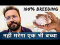 Pigeon breeding 100 result        aman prabhakar