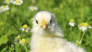 Happy Easter From Kcts 9